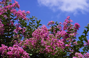 purple petaled flower HD wallpaper