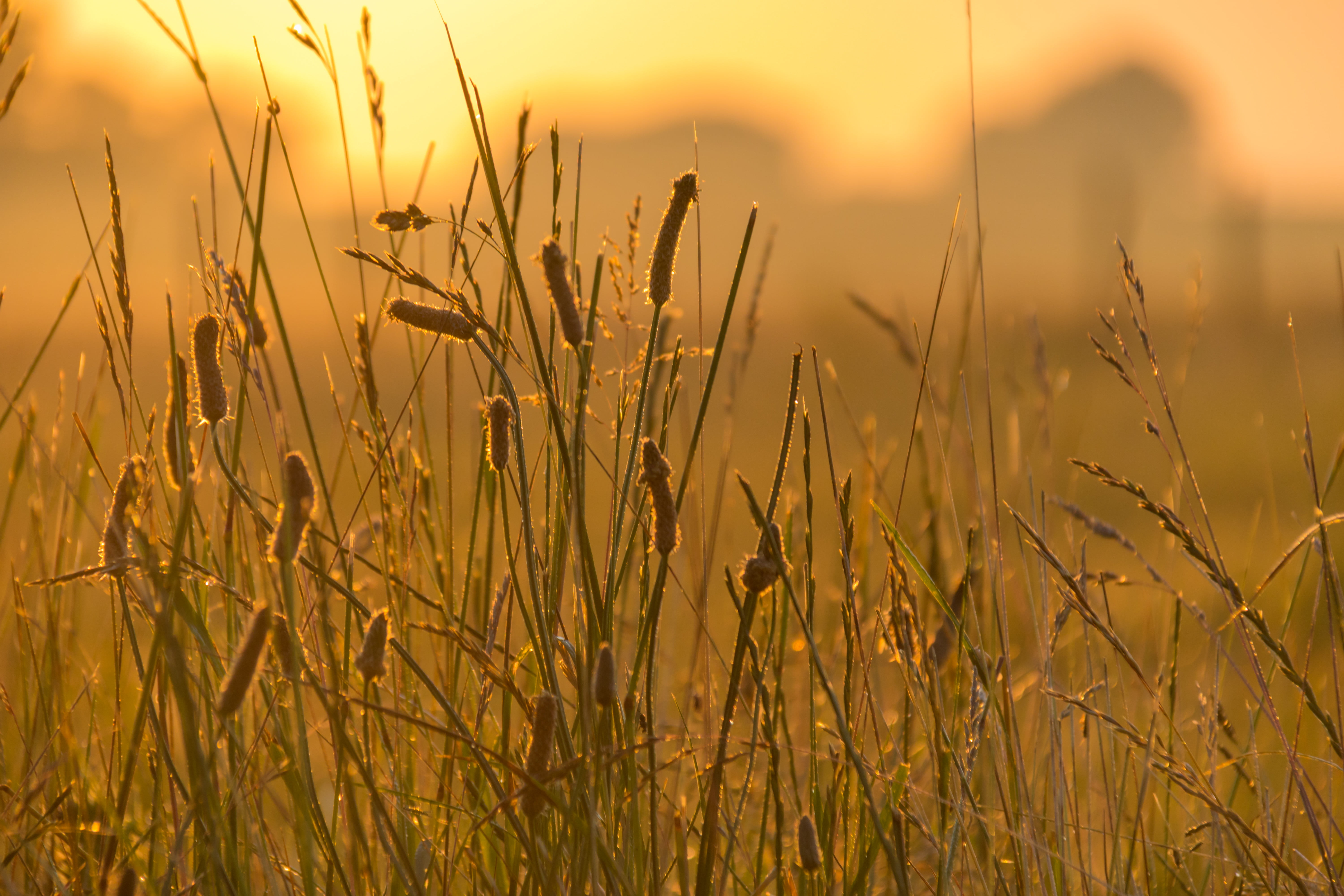 Green grass against sun photography HD wallpaper | Wallpaper Flare