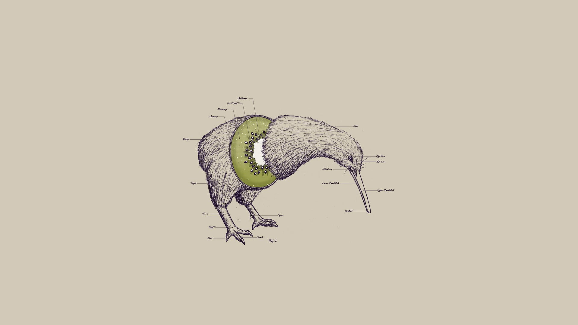 gray bird illustration