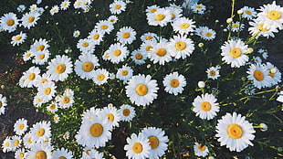 white-and-yellow daisy flowers, Daisies, Glade, Flowers
