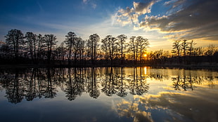 silhouette photo of trees reflecting on calm body of water, nature, reflection, water, sky