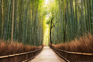 bamboo pants along gray concrete pathway HD wallpaper
