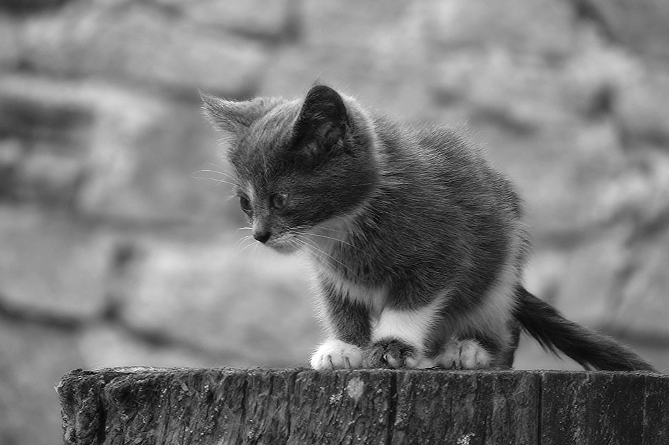 gray scale photo of black and white cat on brown wood HD wallpaper