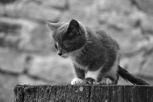 gray scale photo of black and white cat on brown wood