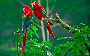 two red-green-and-blue birds, parrot, macaws, birds, animals