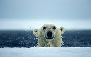 Polar Bear taking picture during daytime