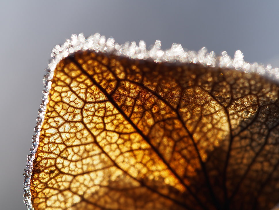 brown leaf close up photography HD wallpaper