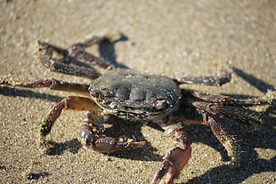 black and brown crab