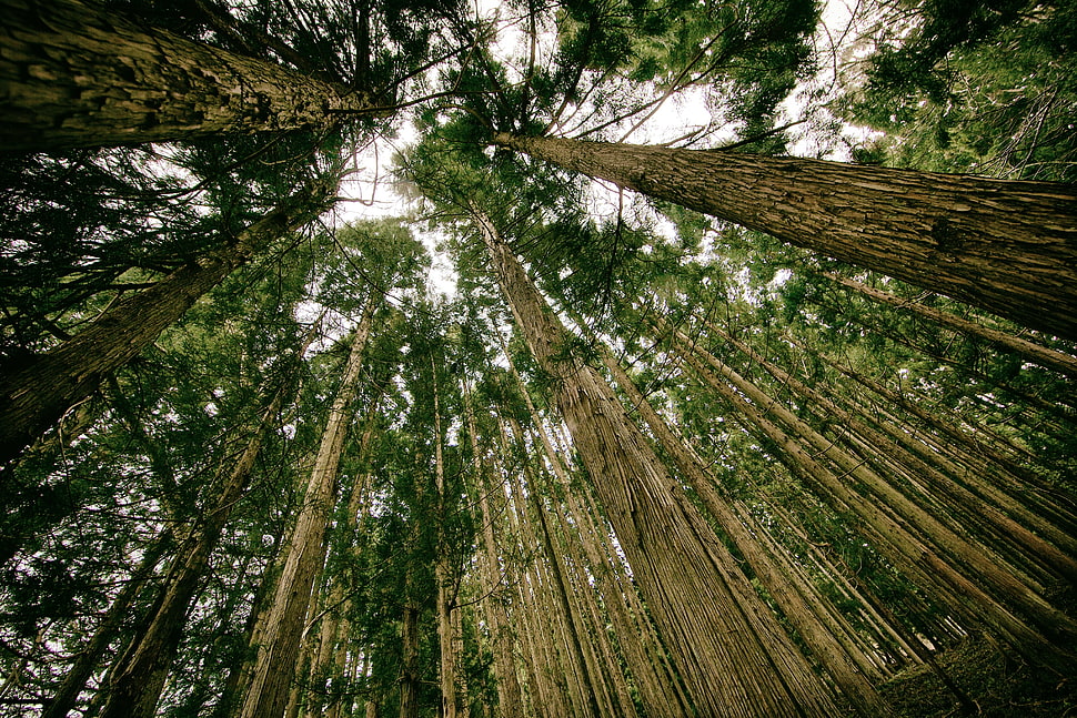 green trees photo during daytime HD wallpaper