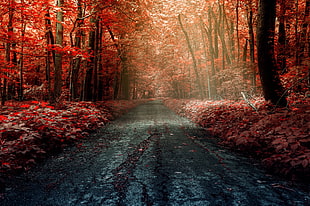 photography of road with red tree