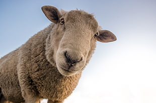 white sheep photography HD wallpaper