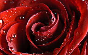 macro photography of red rose with water dew