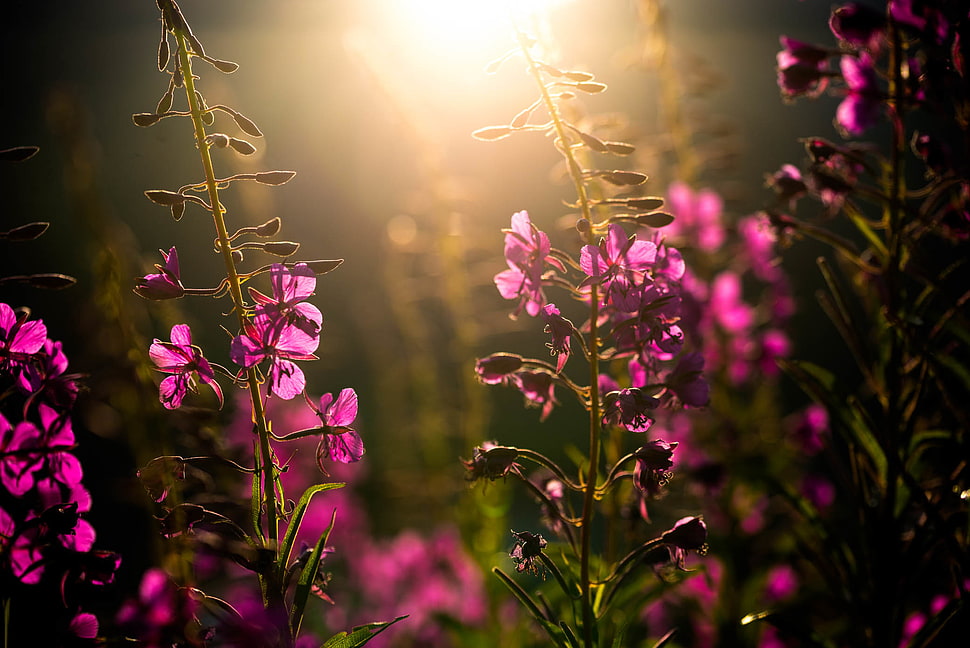 shallow photography on pink flowers lot during sunset HD wallpaper