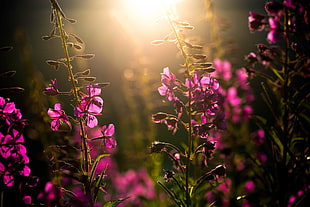 shallow photography on pink flowers lot during sunset HD wallpaper