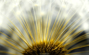macro photography of white Dandelion