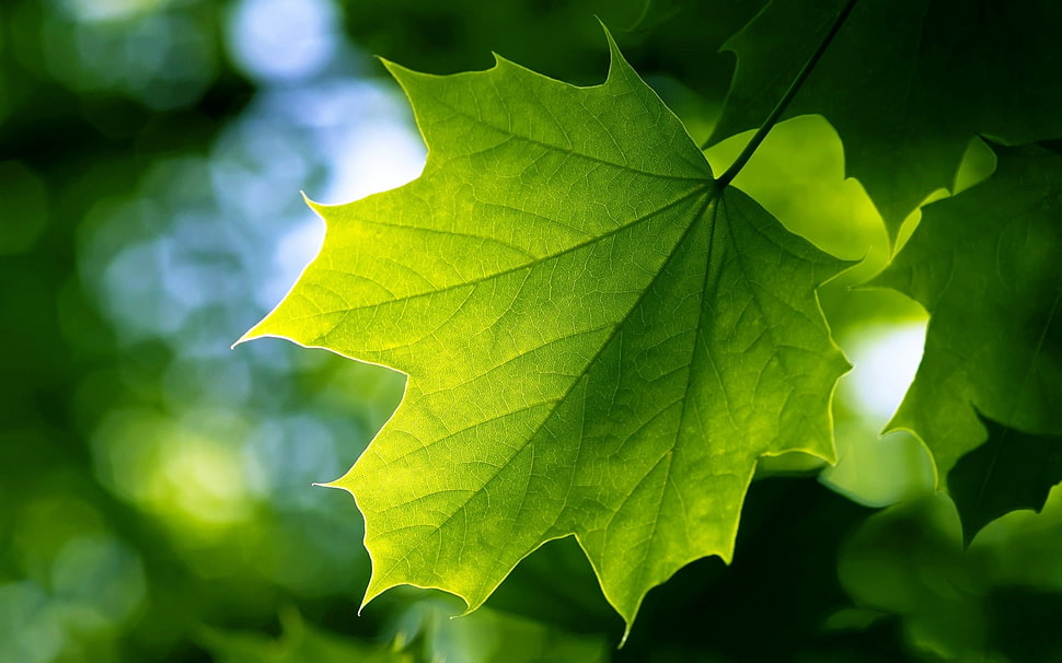 green maple leaf, leaves, nature, bokeh, green HD wallpaper