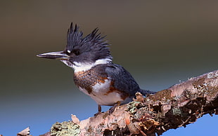 macro photography of gray and white belted kingfisher bird on tree branch