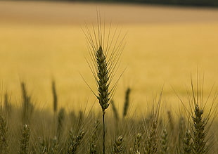 selective-focus photography of wheat HD wallpaper