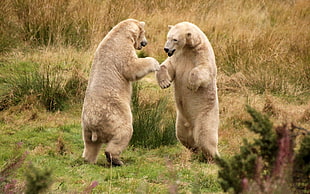 two polar bears standing in the green field during daytime