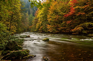 river surrounded by green and red leaf trees