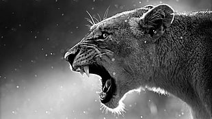 gray scale photography of tiger HD wallpaper