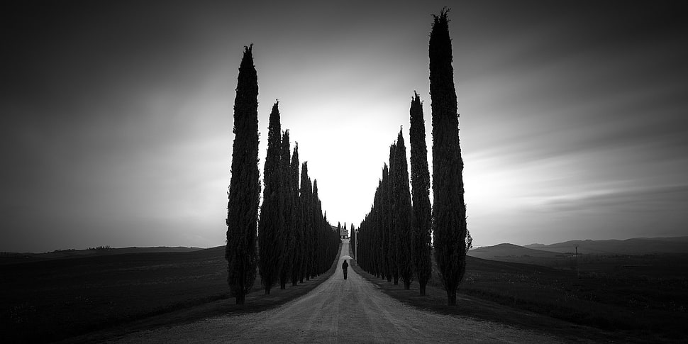 pine tree lot, monochrome, trees, path, landscape HD wallpaper
