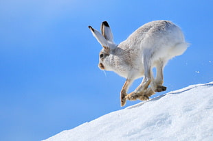 white rabbit jumping on snow during daytime, white-tailed jackrabbit, seedskadee national wildlife refuge