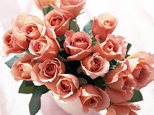 pink Rose bouquet HD wallpaper