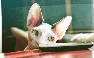 photo of white Sphinx cat looking at black plate