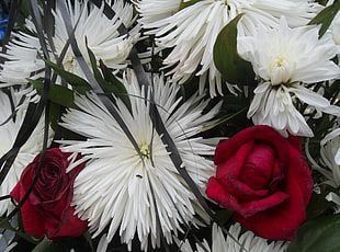 red and white petaled flowers