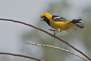 yellow and black bird on tree branch