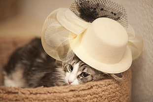 Tabby Kitten wearing white hat on brown pet bed