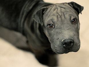 closeup photo of blue Chinese Shar-Pei puppy