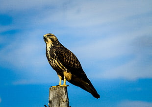 brown and white falcon perched on wooden pole at daytime HD wallpaper