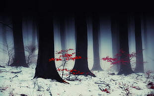 white and black forest wallpaper
