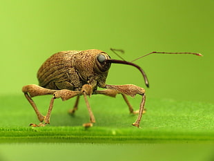 closeup photography of brown Weevil