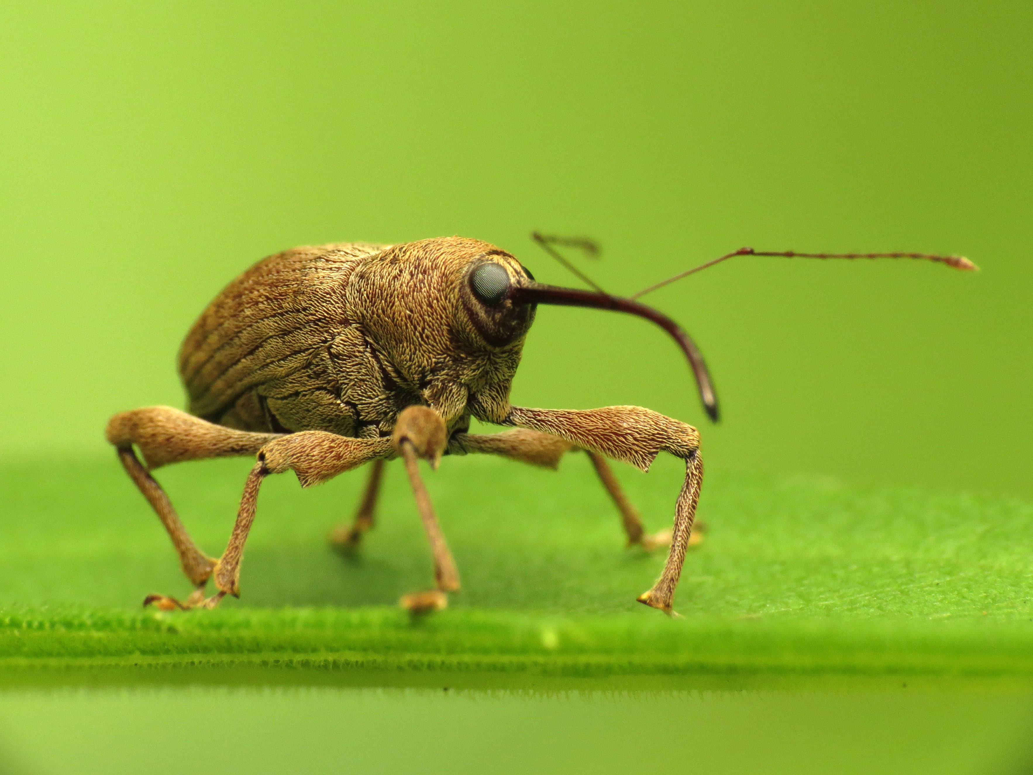 closeup photography of brown Weevil