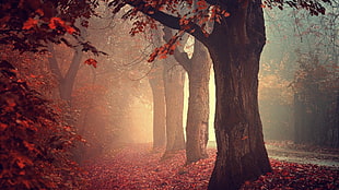 fall, mist, trees, nature HD wallpaper