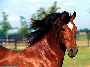 brown horse, horse, animals HD wallpaper