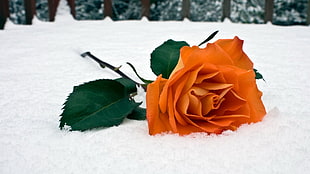 orange rose on ground covered by snow