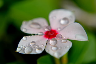 selective focus photography of white Periwinkle with water dew