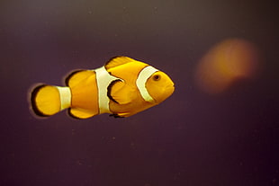 close up photography of Clown fish HD wallpaper