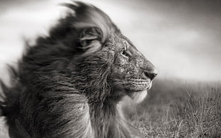 greyscale photo of adult male lion HD wallpaper