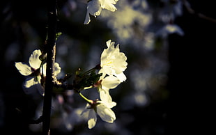 selective photo of white petaled flower