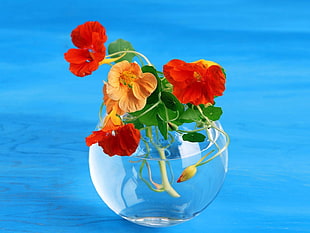 close up photography of orange and red petaled flowers on clear glass