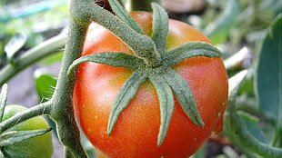 tomato close up shot HD wallpaper