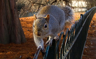 gray squirrel waling on black metal fence
