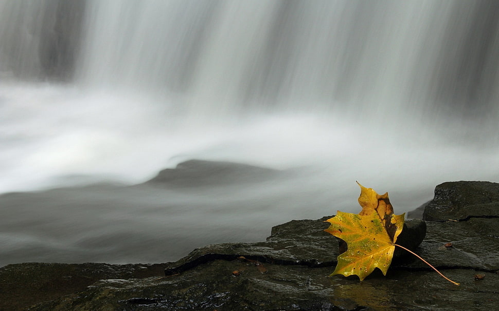closeup photo of yellow maple leaf near the waterfalls HD wallpaper