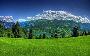 green trees under blue sky during day time HD wallpaper