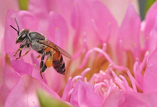 macro photography of honey bee perched on pink flowers